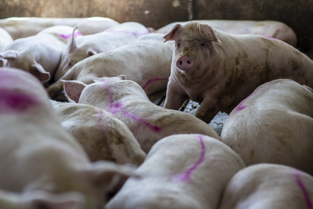 Livestock at Craig Anderson’s farm are marked in magenta when they’re ready for shipping.