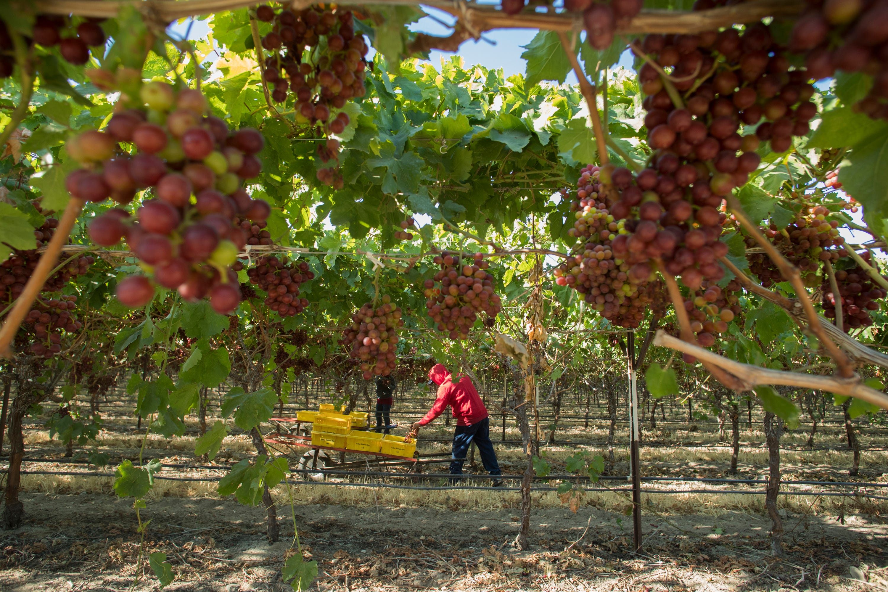 Agricultural workers have been deemed "essential" for the economy during the COVID-19 pandemic. Many are undocumented and have no safety net.