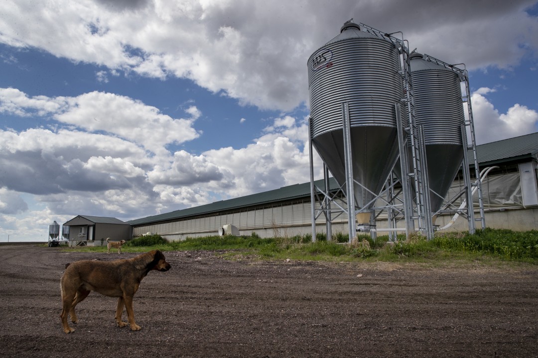 Craig Anderson’s farm in Centerville, S.D., has trouble finding factories to take his hogs.