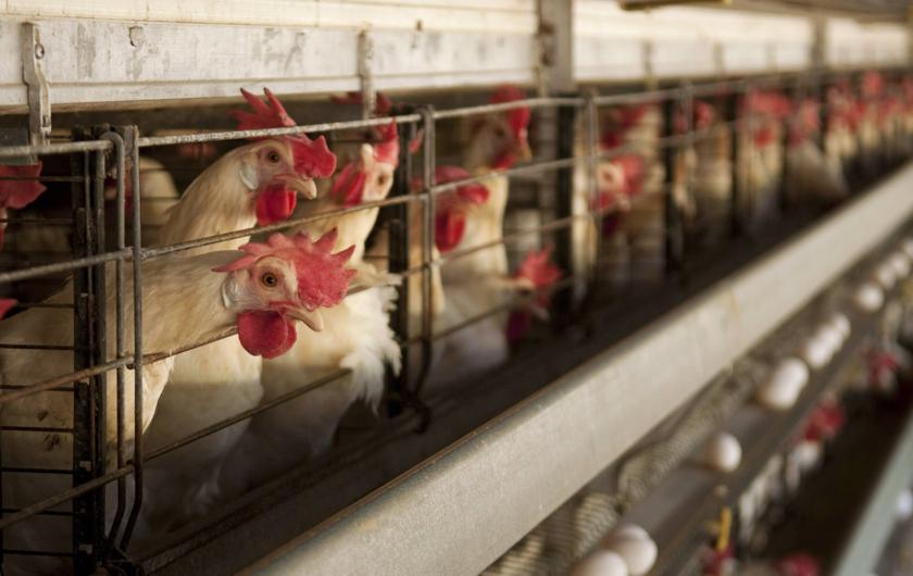 Five leading chicken wholesalers in the state are being investigated in relation to the sudden increase of chicken price in Johor. — Reuters pic