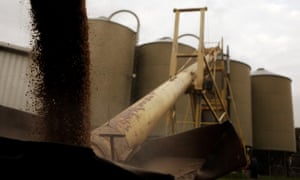 Silos are loaded with barley in a farm near Gunnedah