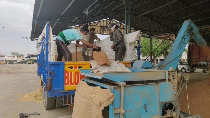 Labourers unload wheat at the Khanna Mandi in Punjab | Photo: Urjita Bhardwaj | ThePrint Labourers unload wheat at the Khanna Mandi in Punjab | Photo: Urjita Bhardwaj | ThePrint