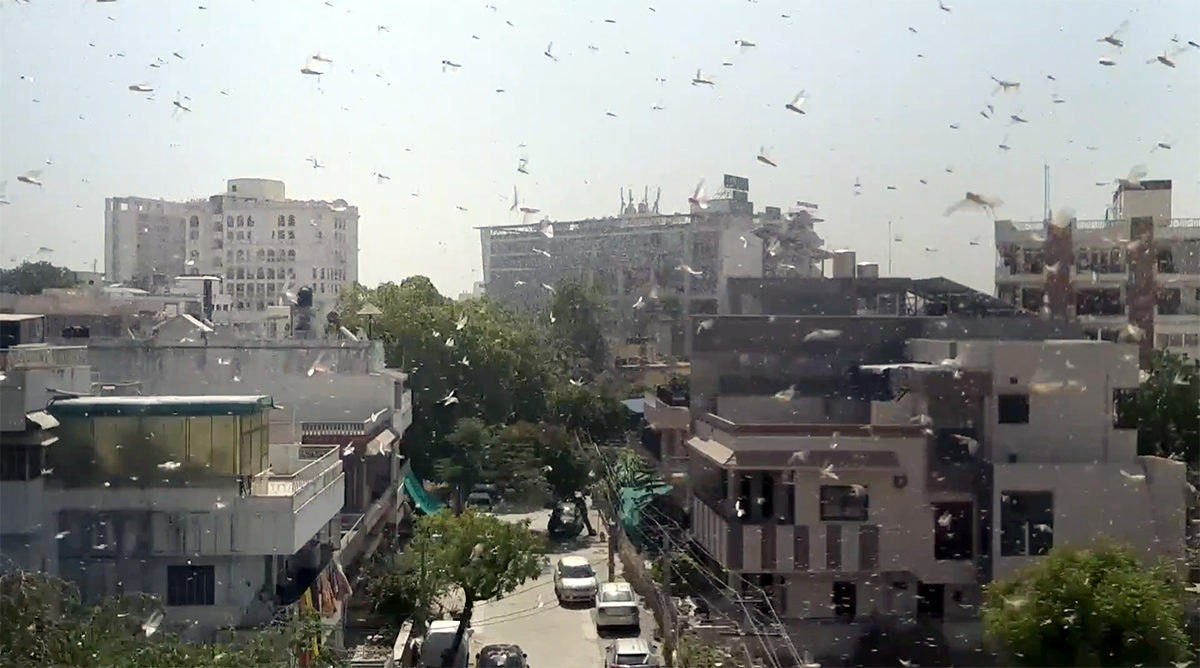 A swarm of locusts in Jaipur, Rajasthan. Photo by Nilanjana Lahiri.