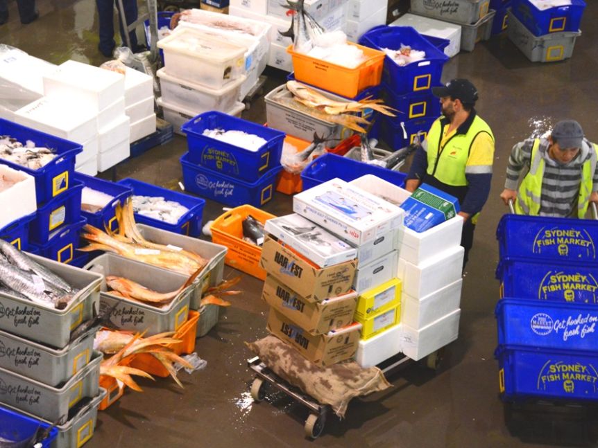 Variety of fish at Melbourne Seafood Centre