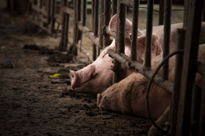 Factory farming is facing scrutiny in light of the COVID-19 outbreak (Photo: Adobe. Do not use without permission)