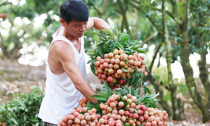 Fruit exporters hit by rising air freight costs