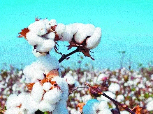 cotton_1 H x W cotton_1 H x W