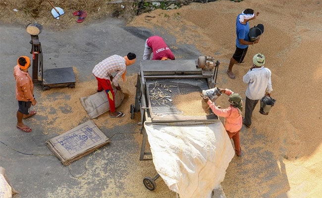 Madhya Pradesh Tops Wheat Procurement With Over 1.27 Crore Tonnes Madhya Pradesh Tops Wheat Procurement With Over 1.27 Crore Tonnes