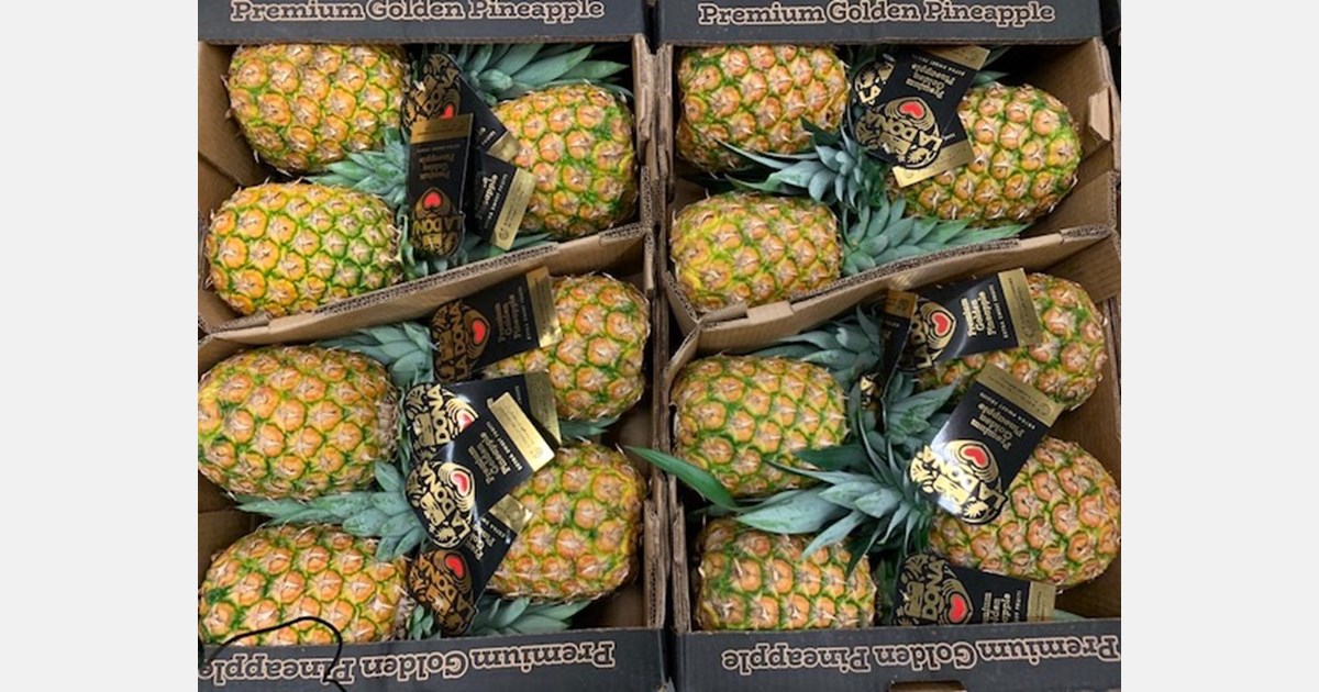 Weekly exports of pineapples from Panama will continue throughout the