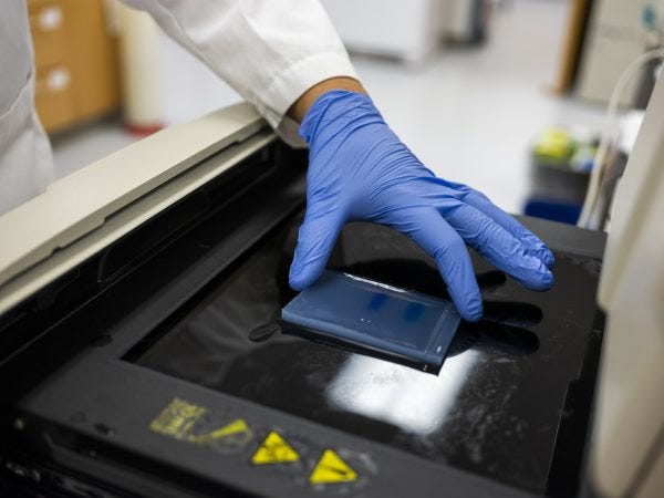 Agarose gel is a medium that allows separation of DNA fragments based on molecular weight when a voltage is applied at a Cornell hemp research facility.