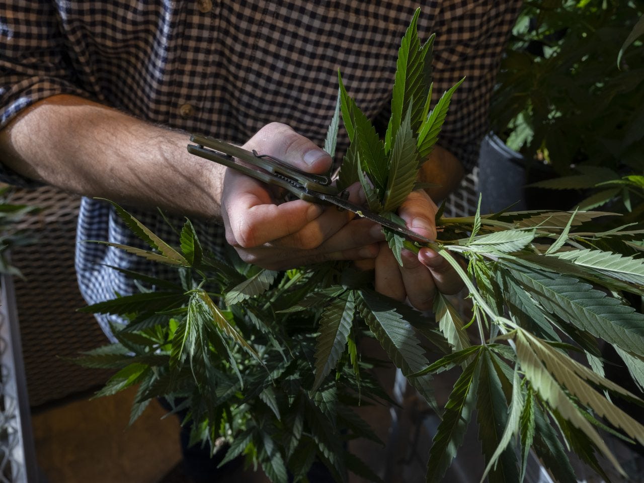 George Stack holds a hemp plant at the Cornell research facility.