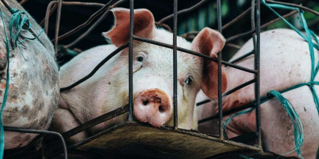 Switzerland considers ban on factory farming