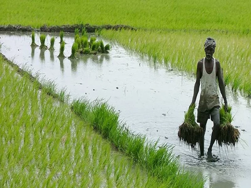 Farmer