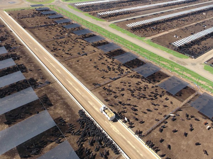 An aerial picture of Kerwee Feedlot on the Darling Downs. Pens of cattle with feed bunks.
