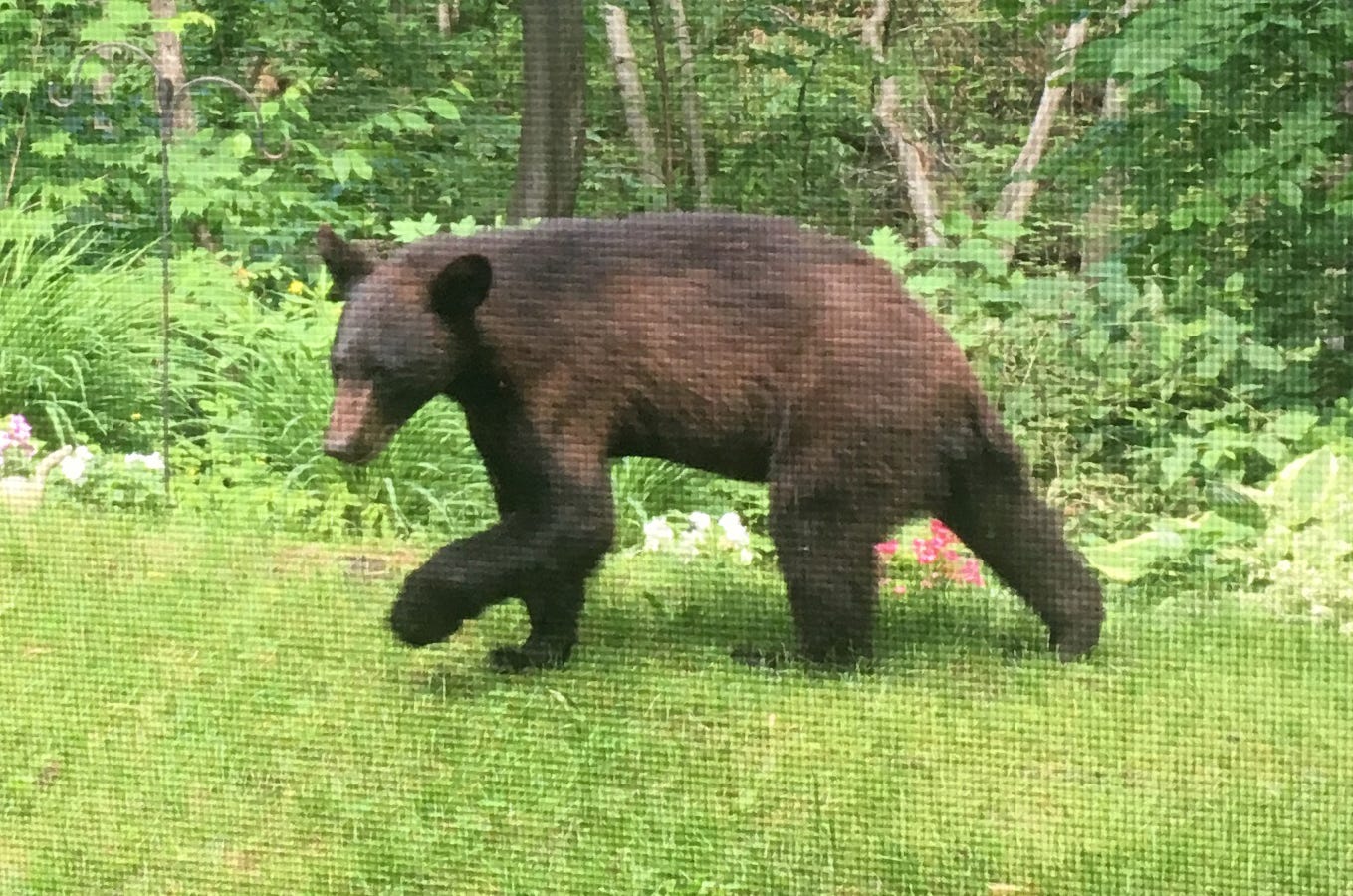 A young black bear walks away from the porch of Rep. Ann Pugh, D-Chittenden, at Treetop Condominiums off Kennedy Drive in South Burlington on Monday morning, June 17, 2019. Home owners got an email after several residents reported a black bear in the neighborhood.
