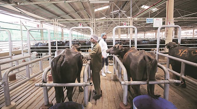 skimmed milk powder, dairy, buffer scheme, Pune news, Maharashtra news, Indian express news