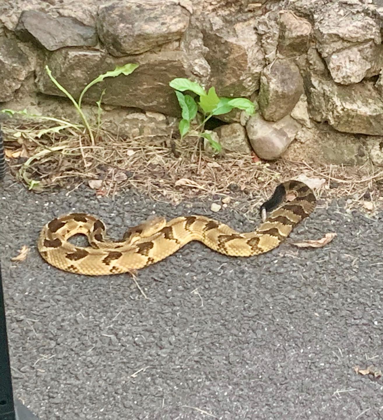 Ramapo Police were called to a home in Hillburn on July 24, 2020, when a family found this rattlesnake. A snake handler was called to remove it.