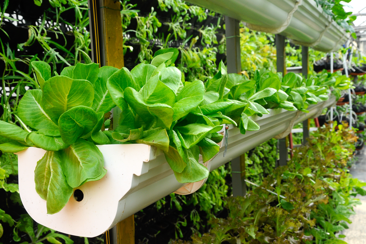 Plants growing in man-made structure