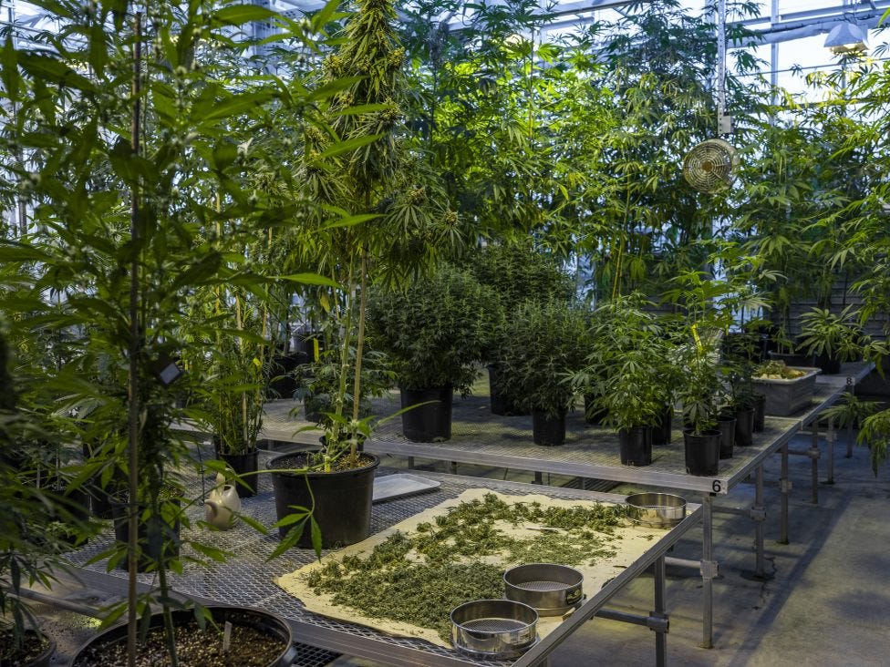 Plants in Cornell's Horticultural Sciences Greenhouse.