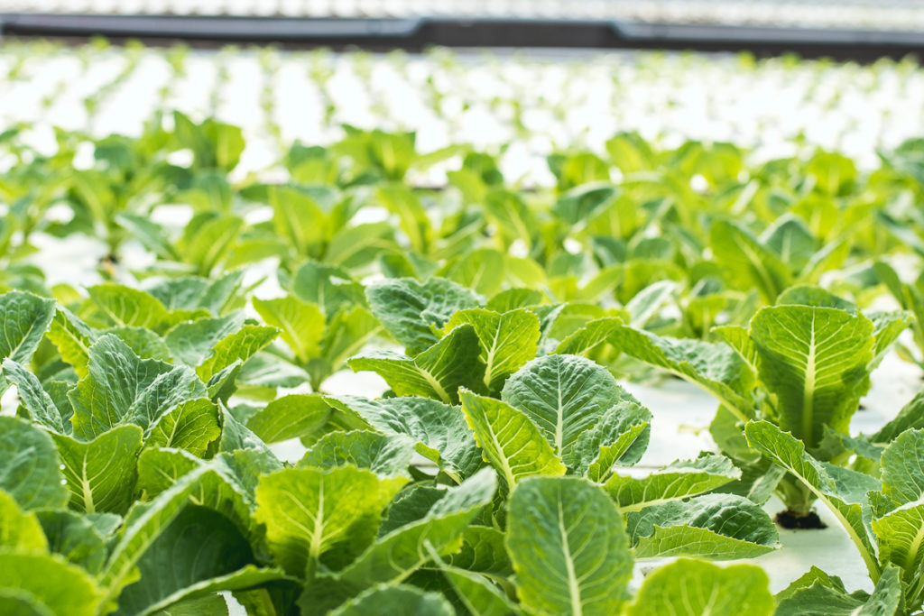 Romaine lettuce at Merchant's Garden (Credit: Jackie Tran)