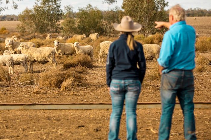 Local Land services vet Jill Kelly looking at sheep in a dry paddock with farmer Hugh Taylor.