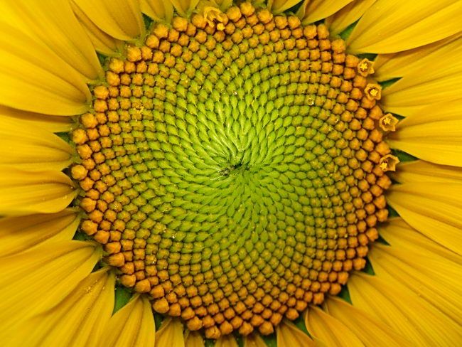 Closeup of complex center of yellow sunflower with hundreds of very small close-packed buds in spiral lines.