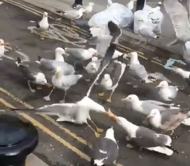 Video shows seagulls in a feeding frenzy in the centre of Bath
