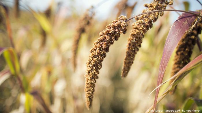 A closeup of sorghum growing in a field