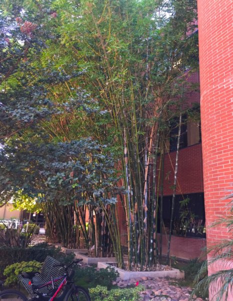 Bamboo