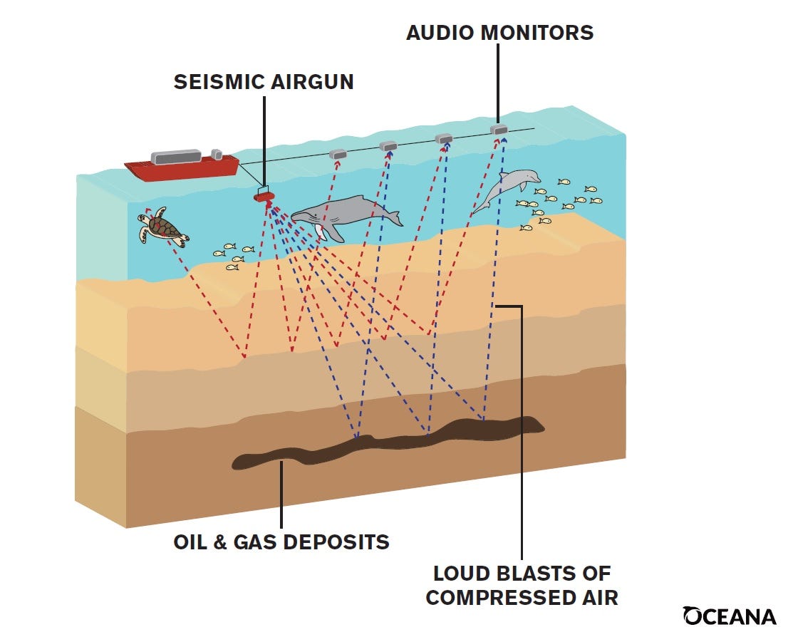 Environmentalists fear seismic air guns could harm dolphins, whales and other wildlife.