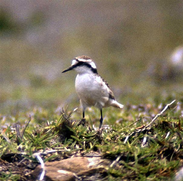 File:Charadrius sanctaehelenae (1).jpg
