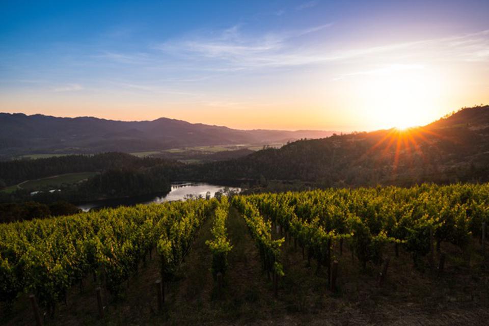 VIADER vineyard on Howell Mountain in Napa Valley. 