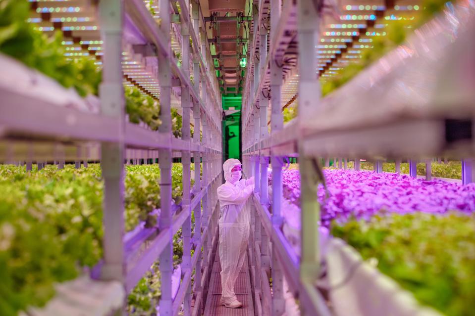 Plenty and vertical farm and Albertsons 