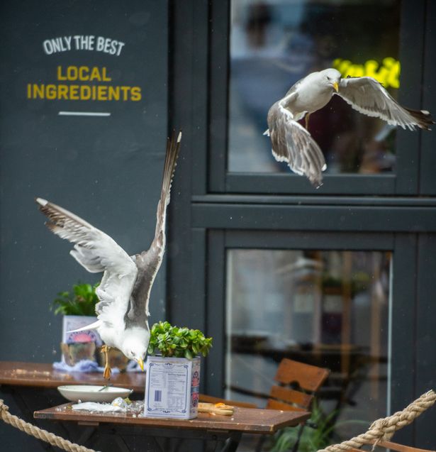 Seagulls raiding a table in Bath as seagulls are increasingly becoming a nuisance in the city centre
