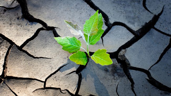 Plant growing through cracked cement
