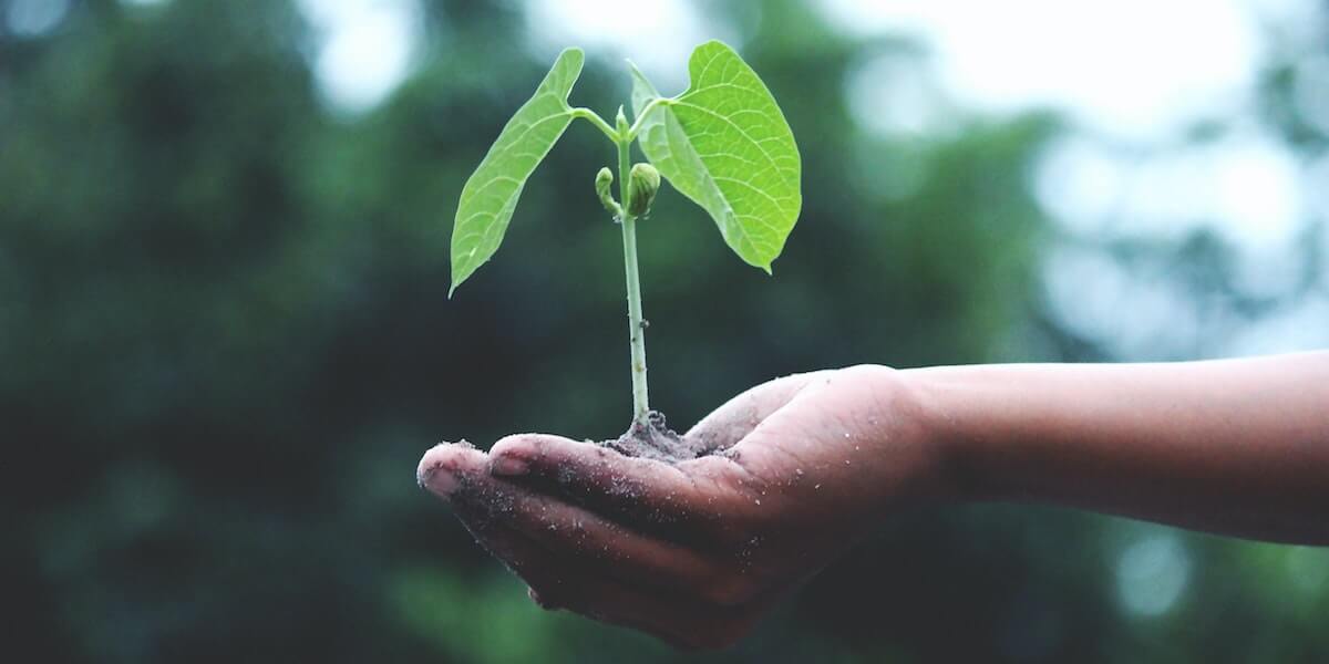 Three new projects led by USC Viterbi researchers will explore sustainable solutions to environmental issues. Image/PEXELS