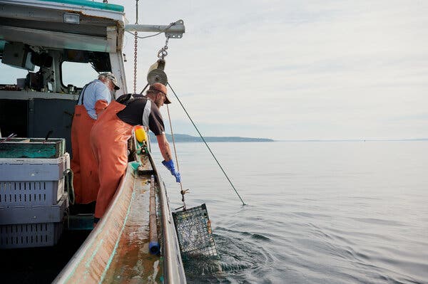 Harvesting lobsters in Lincolnville, Maine. The lobster industry has suffered from a steep decline in prices because of the collapse of tourism.