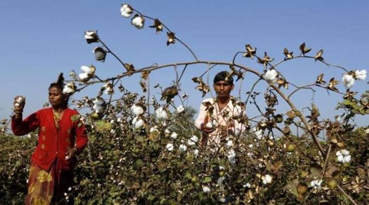 Cotton prices in Maharashtra, cotton exports, cotton seed cake prices, soyabean cake prices, Maharashtra news, indian express