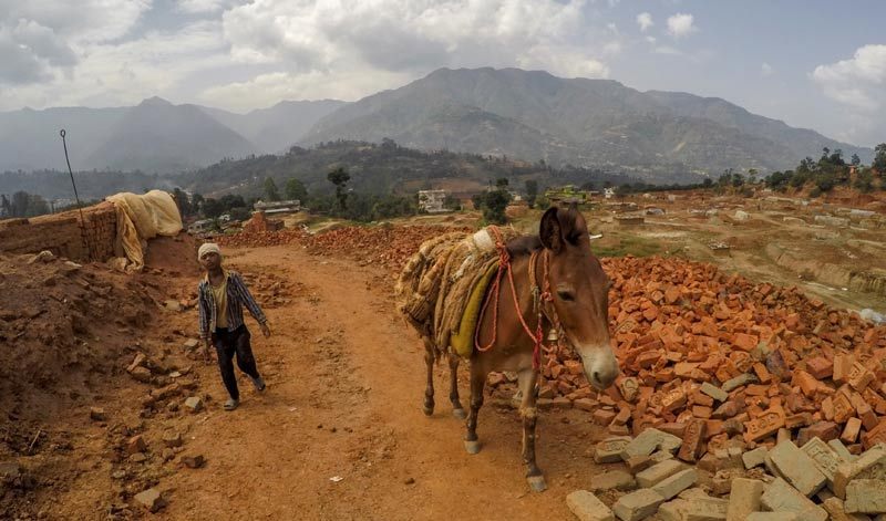 A working mule in the brick kiln industry of India. When animals and livestock have been part of disaster planning, communities are able to recover and rebuild their lives more quickly, equine charities say.