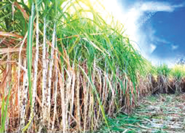 Moving Sanjivani sugar factory to Agri Dept, not yet a sweet deal for Sanguem farmers
