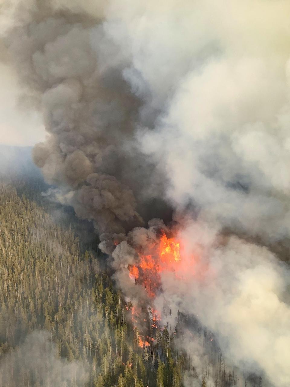 Torching witnessed on the Lone Star Fire in Yellowstone National Park/NPS Torching witnessed on the Lone Star Fire in Yellowstone National Park/NPS