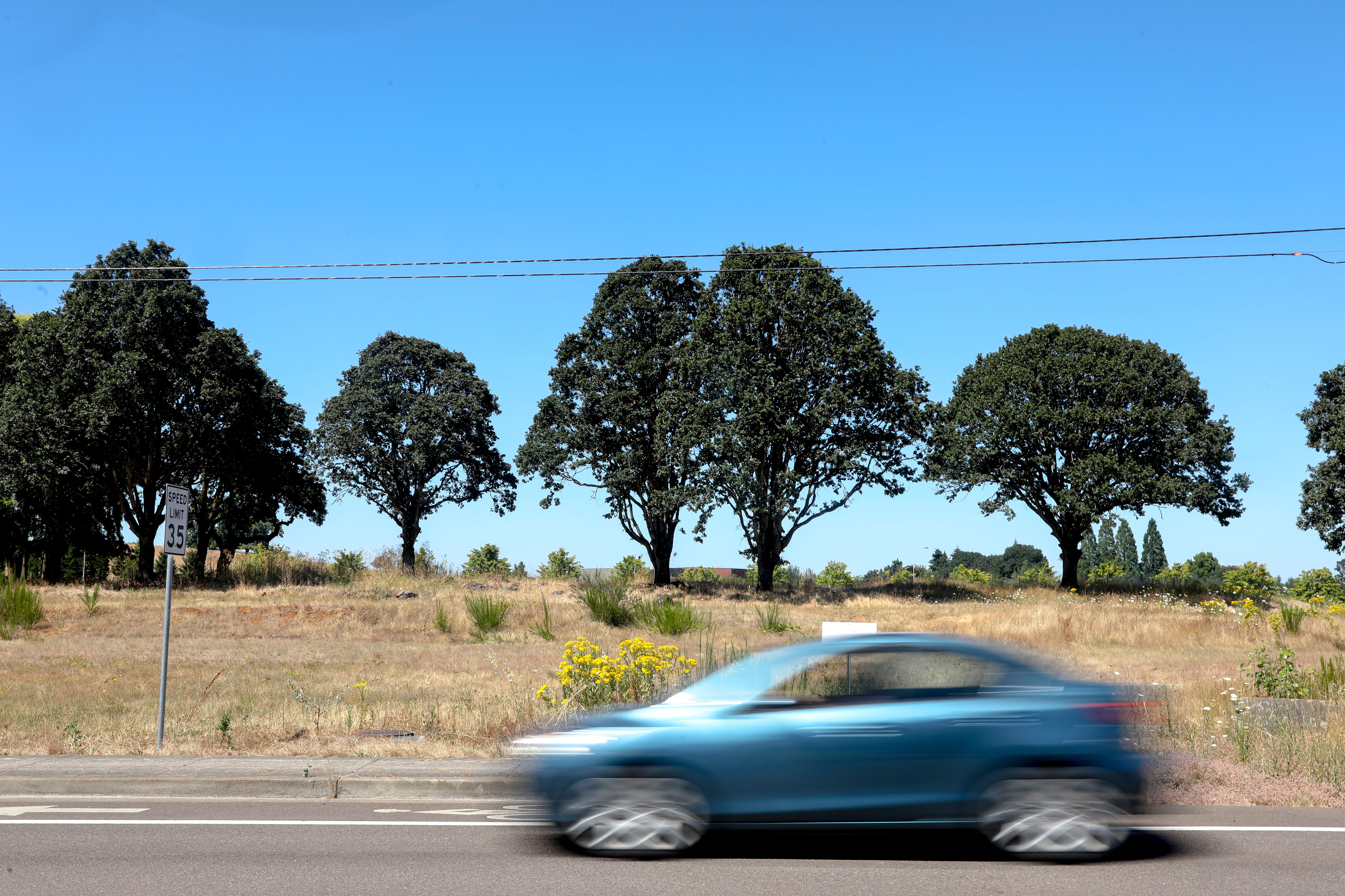 A row of white oaks is seen at the proposed site of a CostCo near Kuebler Boulevard and Boone Rd SE, in Salem, Oregon, on Tuesday, July 21, 2020. Residents in the area and South Gateway Neighborhood Association fear losing the ecosystem that the white oaks live in, and increase traffic in the area. 