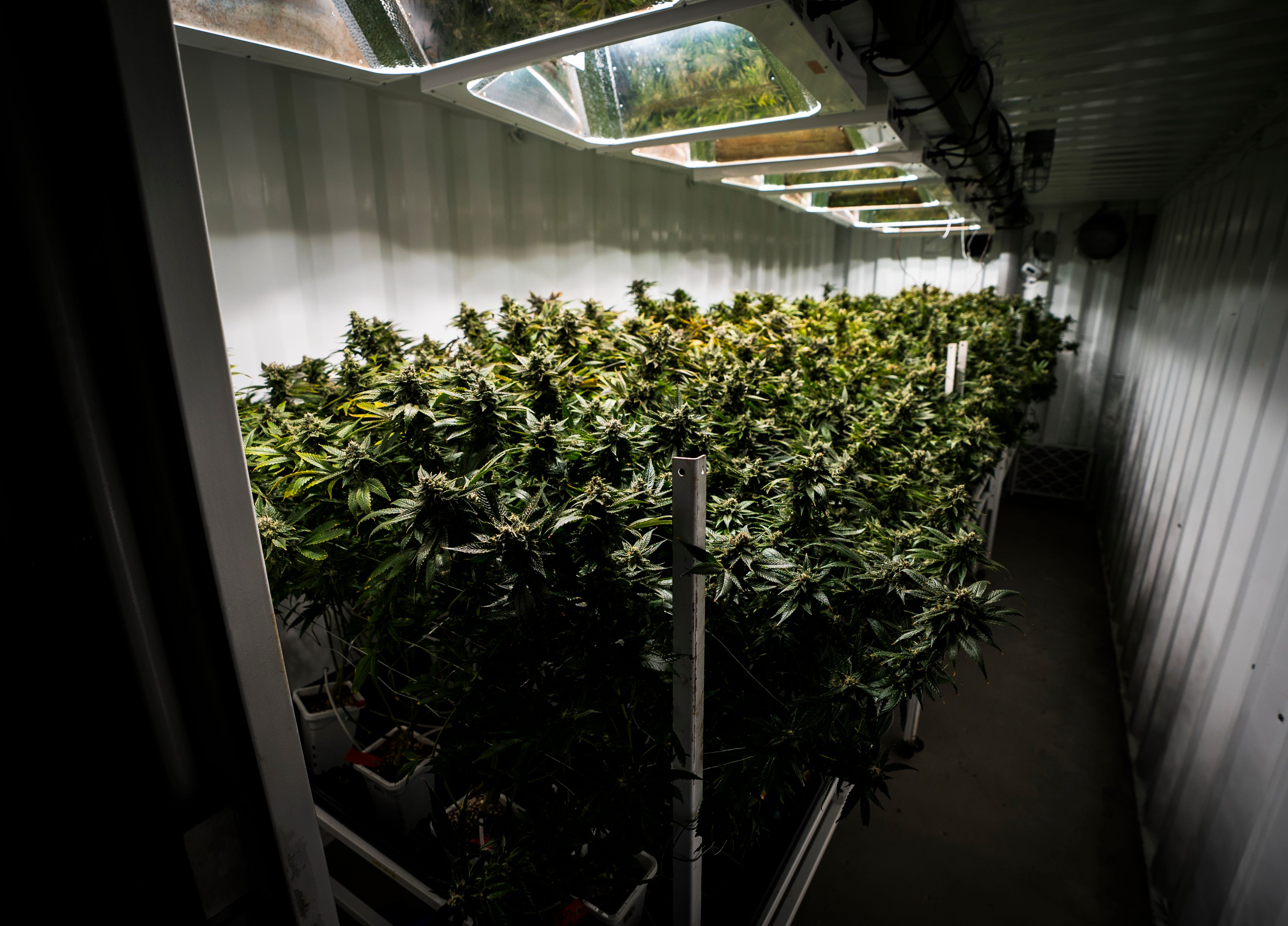 A look inside one of the fully-functioning grow pods at CVD, Inc. in Milton, Vt., on Tuesday, March 19, 2019. The hydroponic-equipped steel structures grow the facility's medical marijuana and house grow lights, irrigation and ventilation systems for quick growth.