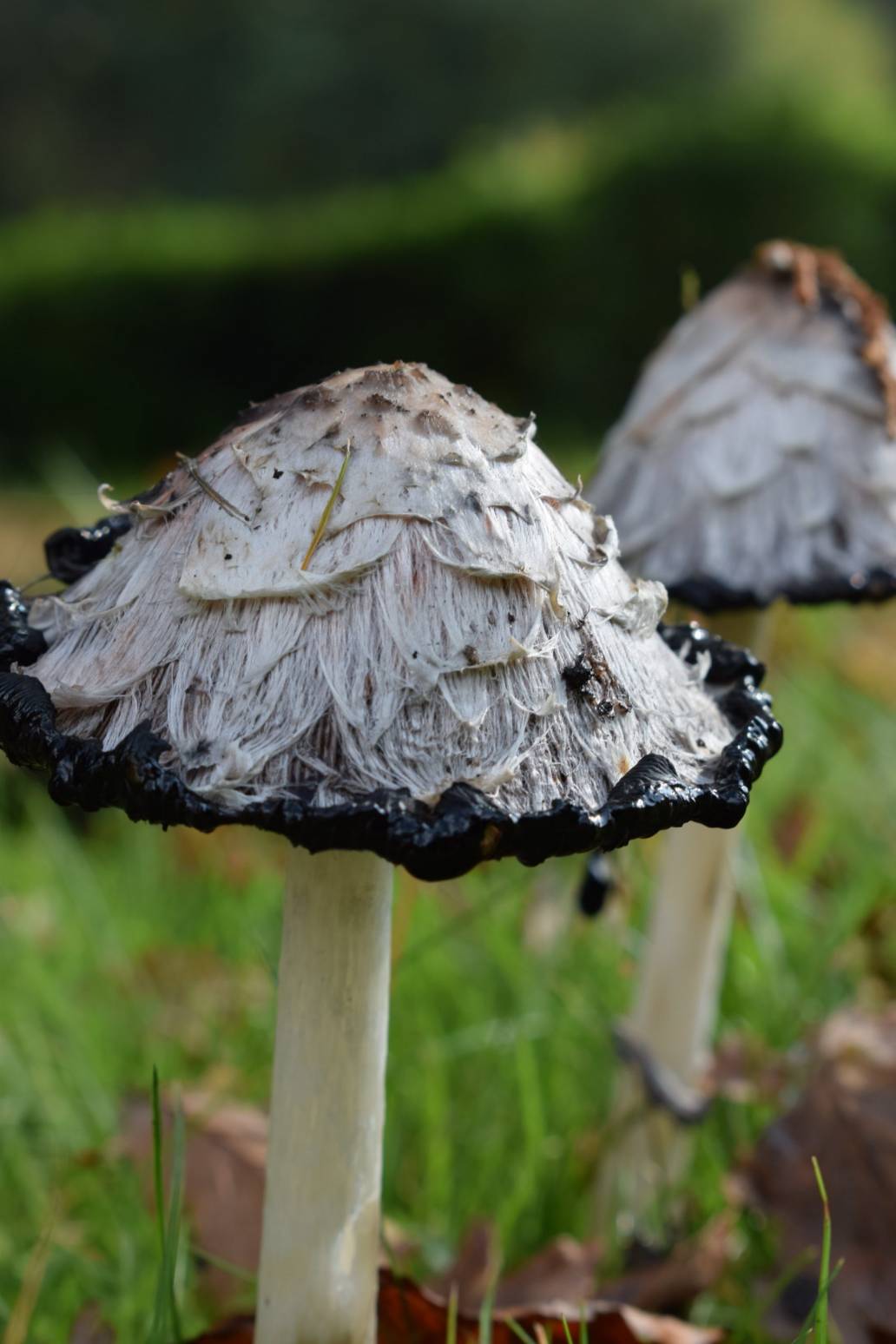 psilocybin supply chain unprecedented demand clinical research