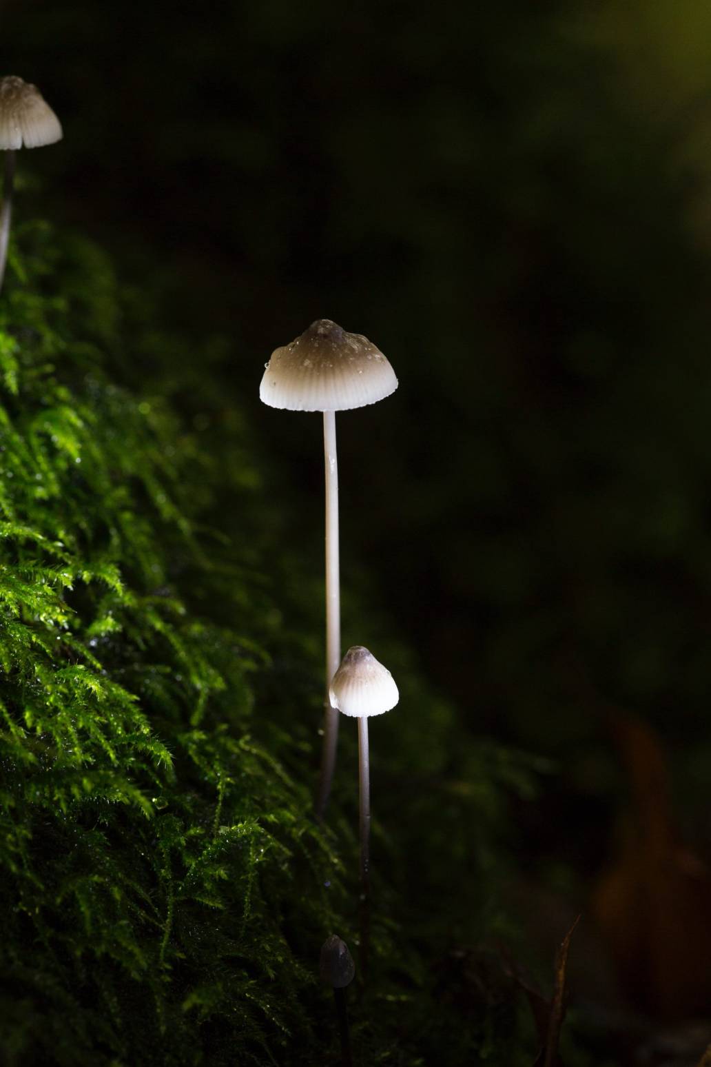 psilocybin research support depression mental health