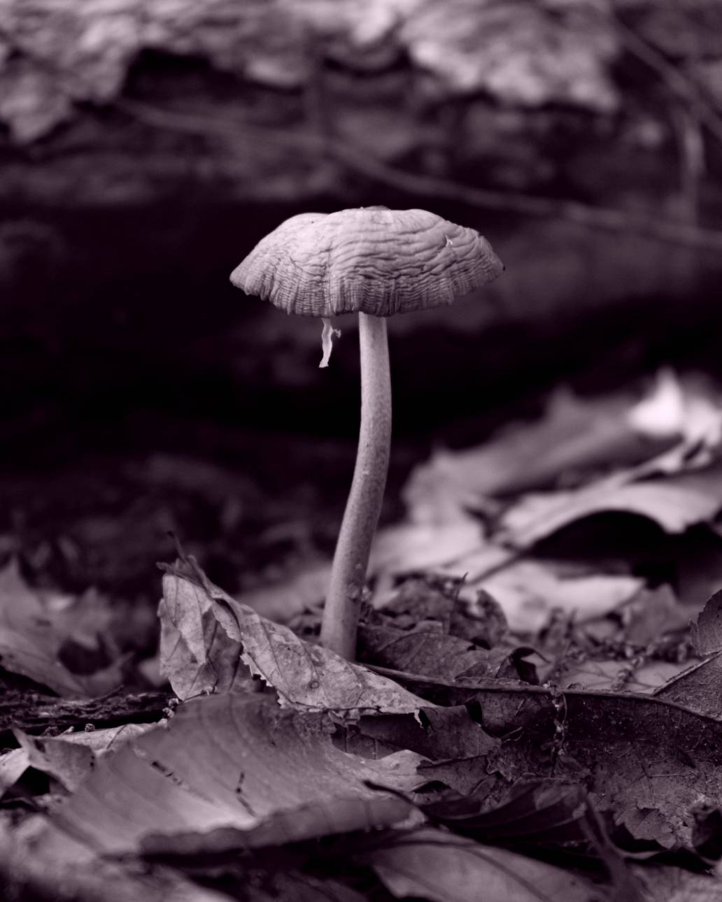 psilocybin therapy future mental health revolution