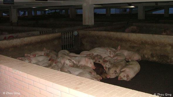 Pigs lie on the ground inside an abattoir Pigs lie on the ground inside an abattoir