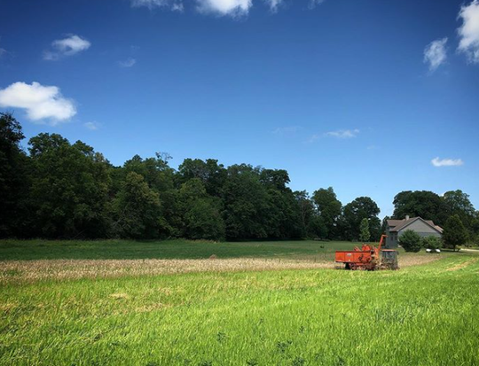 Wheat harvest at Funks Grove Heritage Fruit & Grains in McLean, IL. The farm is a member of the Artisan Grain Collaborative.