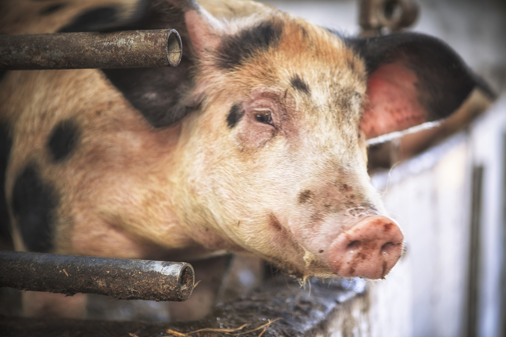 The next global pandemic could begin at a factory farm: HSI report The next global pandemic could begin at a factory farm: HSI report