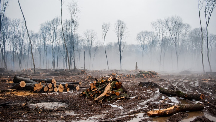 About 17% of the Amazonian rainforest is estimated to have been destroyed over the past 50 years